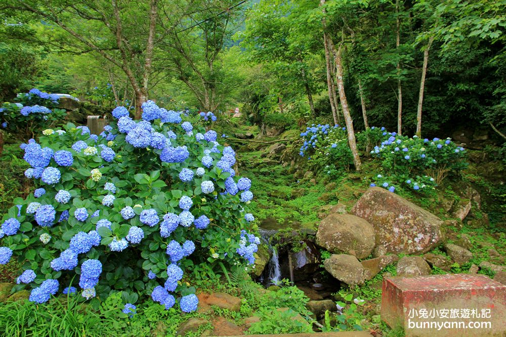 南庄繡球花季 | 浪漫盛夏賞花趣，高山青鱒魚養殖場藍色繡球花團怒放中~