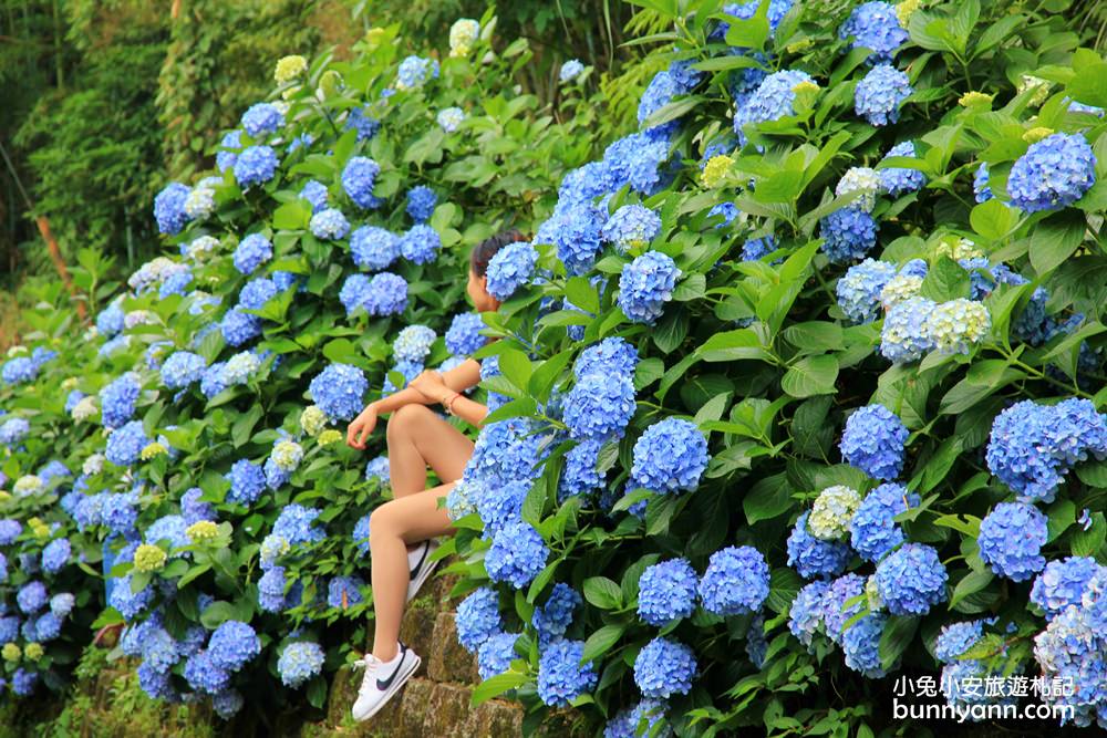 南庄繡球花季 | 浪漫盛夏賞花趣，高山青鱒魚養殖場藍色繡球花團怒放中~