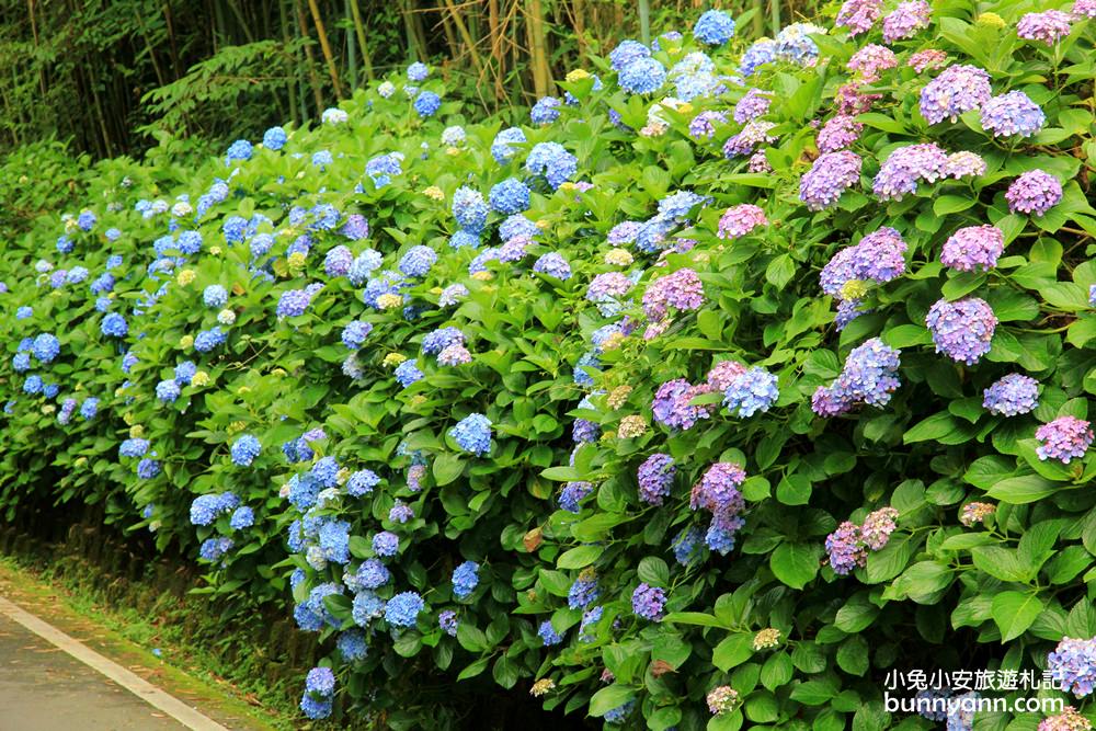 南庄繡球花季 | 浪漫盛夏賞花趣，高山青鱒魚養殖場藍色繡球花團怒放中~
