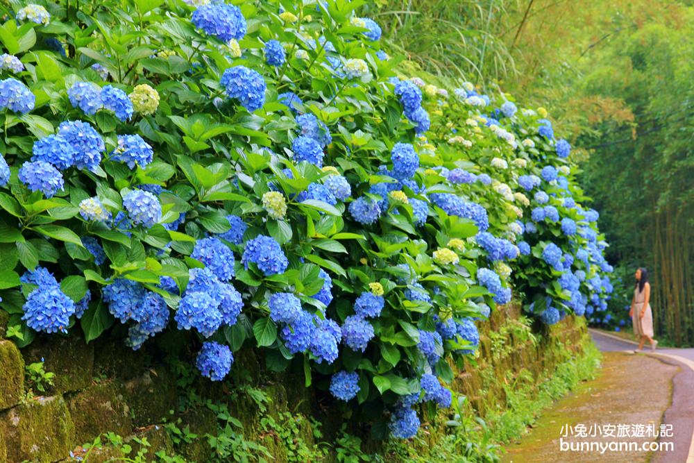 南庄繡球花季 | 浪漫盛夏賞花趣，高山青鱒魚養殖場藍色繡球花團怒放中~