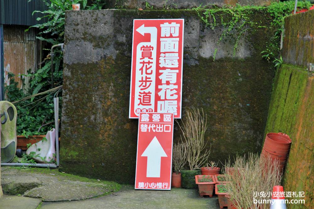 南庄繡球花季 | 浪漫盛夏賞花趣，高山青鱒魚養殖場藍色繡球花團怒放中~