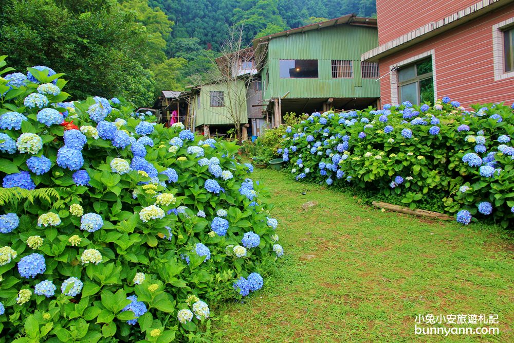 南庄繡球花季 | 浪漫盛夏賞花趣，高山青鱒魚養殖場藍色繡球花團怒放中~