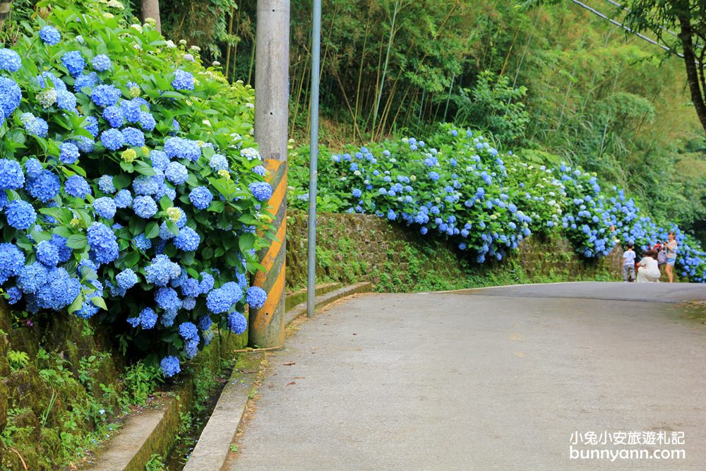 南庄繡球花季 | 浪漫盛夏賞花趣，高山青鱒魚養殖場藍色繡球花團怒放中~