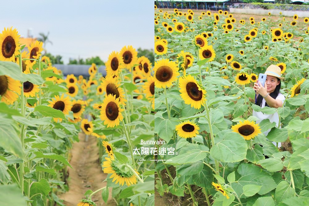 桃園景點》向陽農場向日葵迷宮，免費玩！比人高向日葵打造太陽花迷宮超好拍～