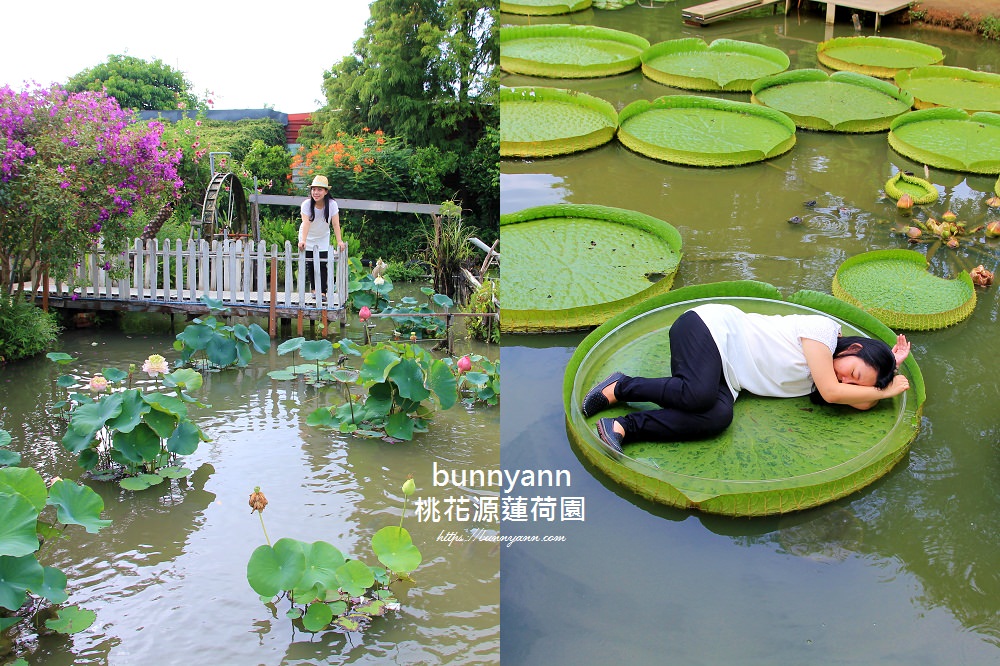 桃園景點》蓮荷園休閒農場，水上漂浮大王蓮，來當一日睡美人～