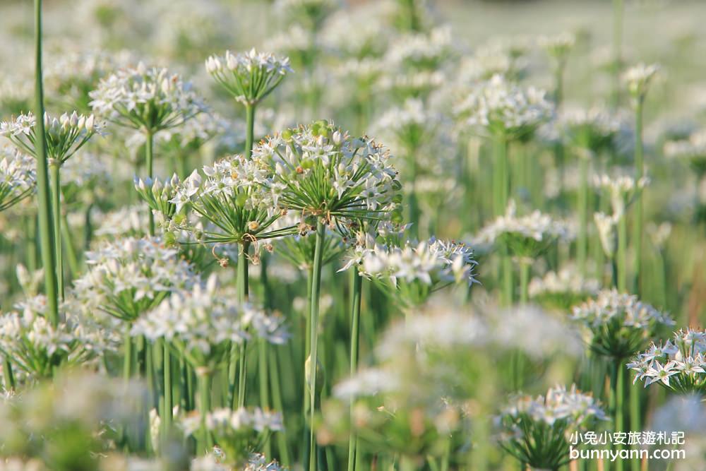 桃園韭菜花》大溪黃色小屋韭菜花田，追夢幻九月雪景!超美季節限定色盛開中~