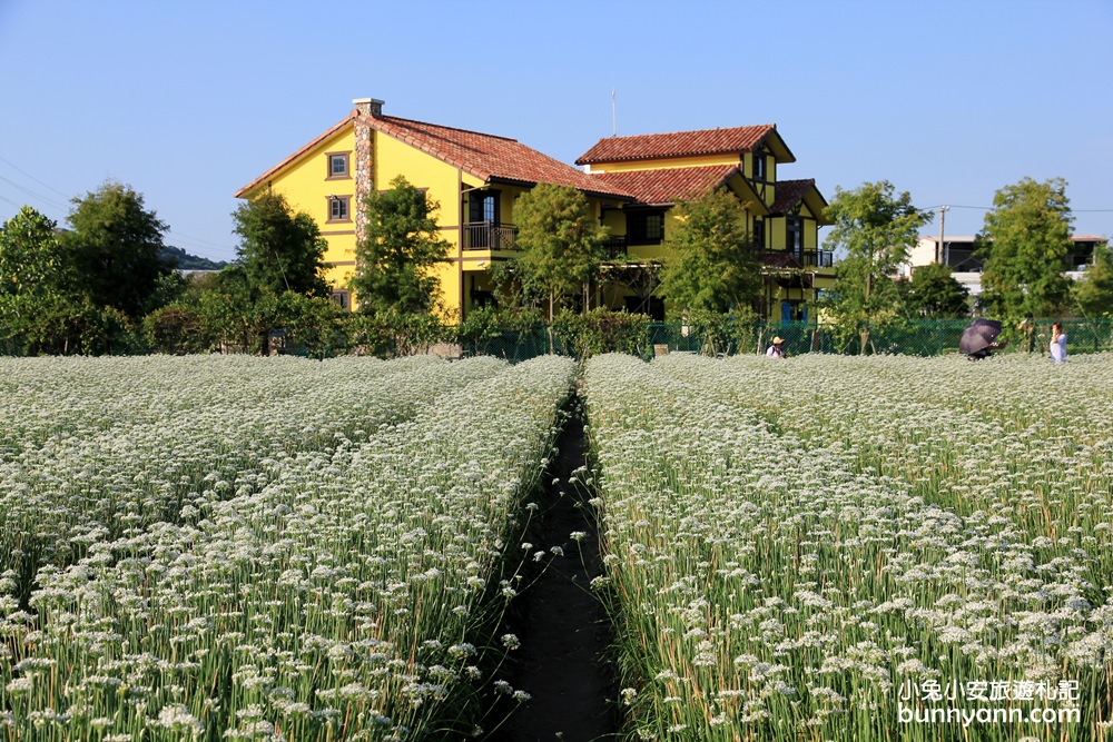 桃園韭菜花》大溪黃色小屋韭菜花田，追夢幻九月雪景!超美季節限定色盛開中~