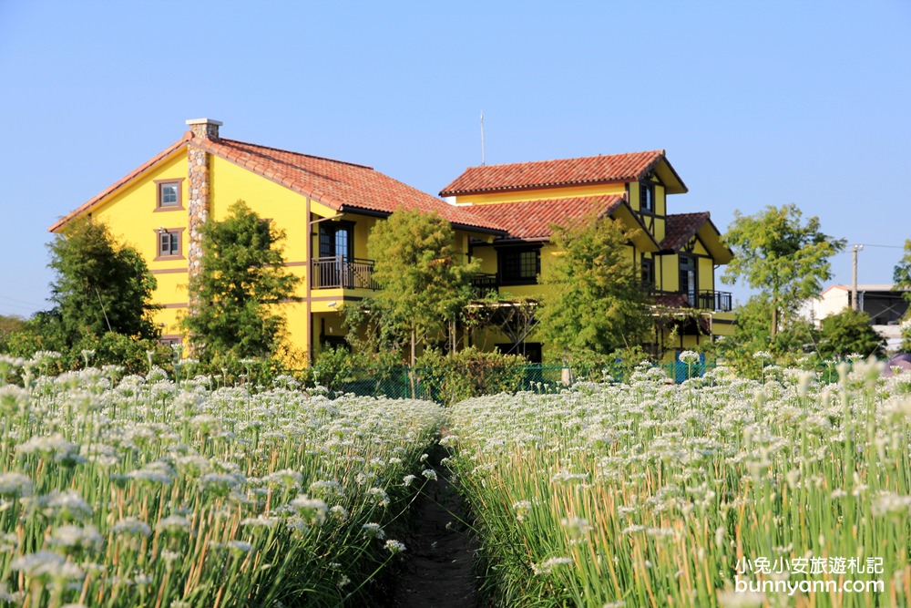 桃園韭菜花》大溪黃色小屋韭菜花田，追夢幻九月雪景!超美季節限定色盛開中~