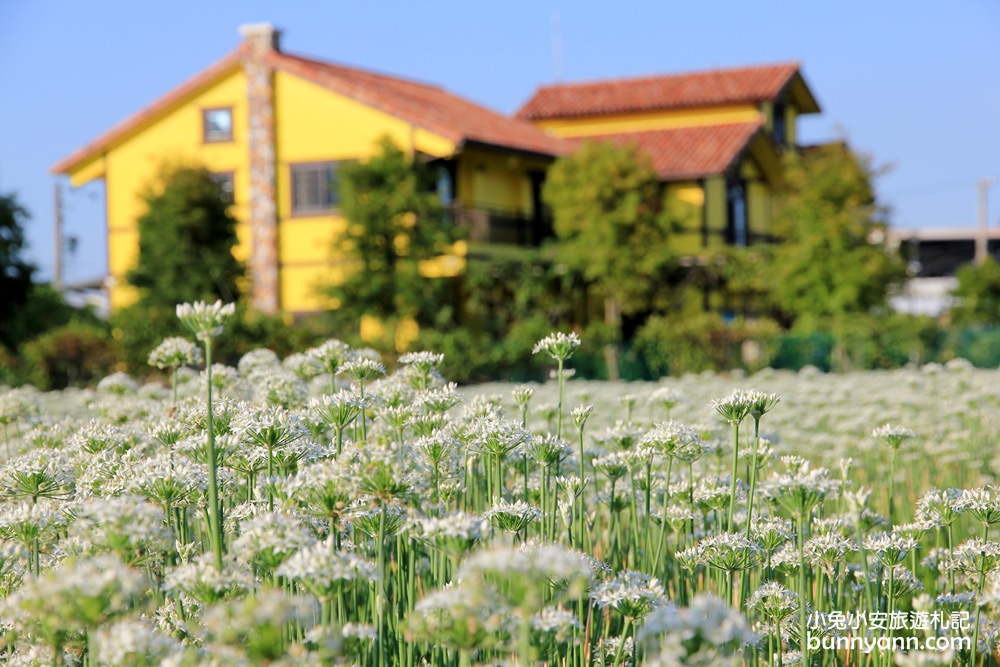 桃園韭菜花》大溪黃色小屋韭菜花田，追夢幻九月雪景!超美季節限定色盛開中~
