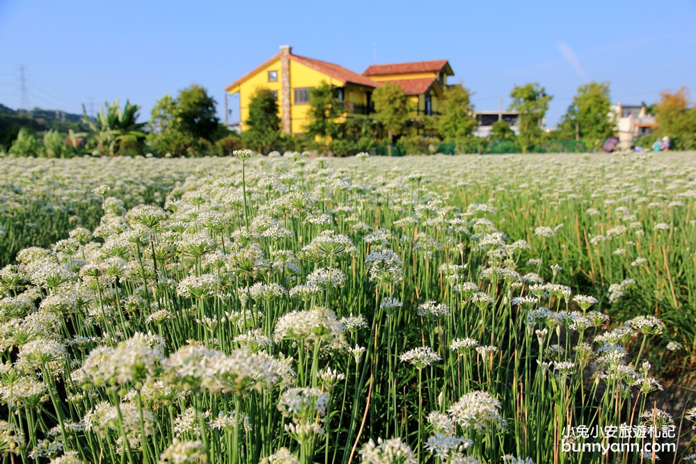 桃園韭菜花》大溪黃色小屋韭菜花田，追夢幻九月雪景!超美季節限定色盛開中~