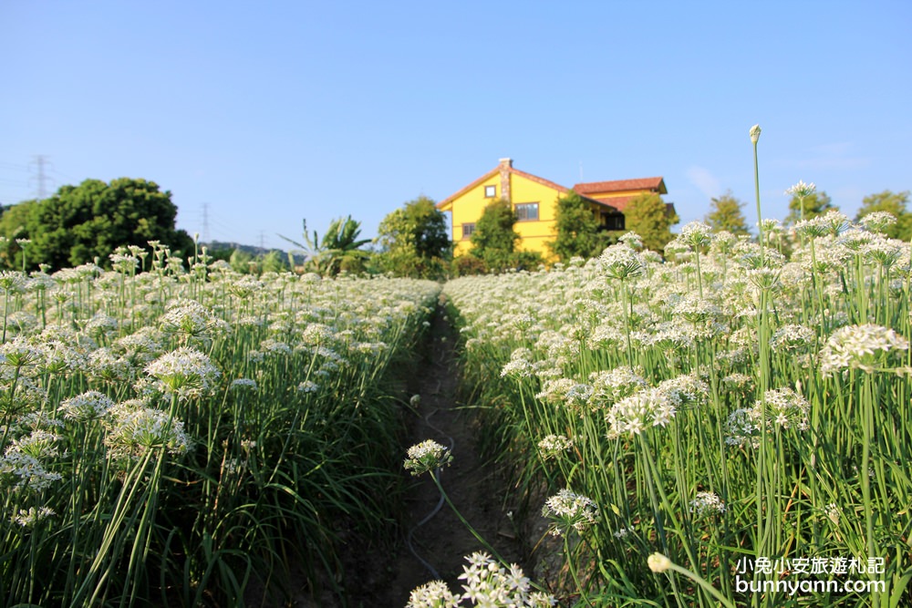 桃園韭菜花》大溪黃色小屋韭菜花田，追夢幻九月雪景!超美季節限定色盛開中~