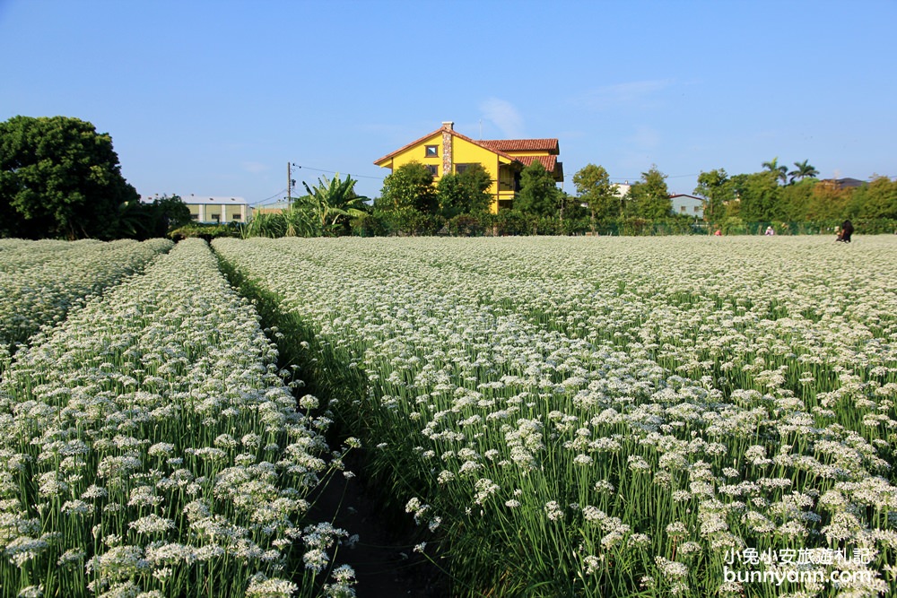 桃園韭菜花》大溪黃色小屋韭菜花田，追夢幻九月雪景!超美季節限定色盛開中~