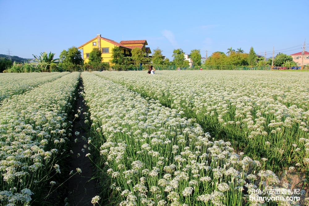 桃園韭菜花》大溪黃色小屋韭菜花田，追夢幻九月雪景!超美季節限定色盛開中~