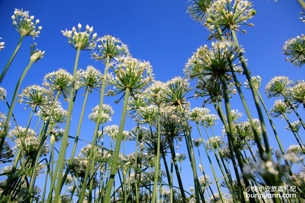 桃園韭菜花》大溪黃色小屋韭菜花田，追夢幻九月雪景!超美季節限定色盛開中~