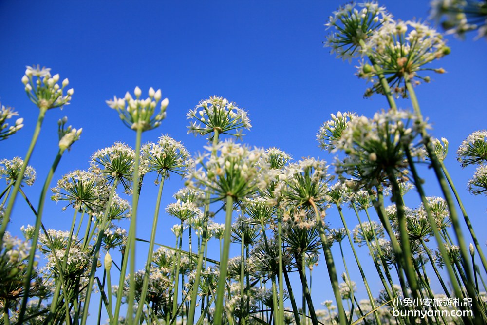 桃園韭菜花》大溪黃色小屋韭菜花田，追夢幻九月雪景!超美季節限定色盛開中~