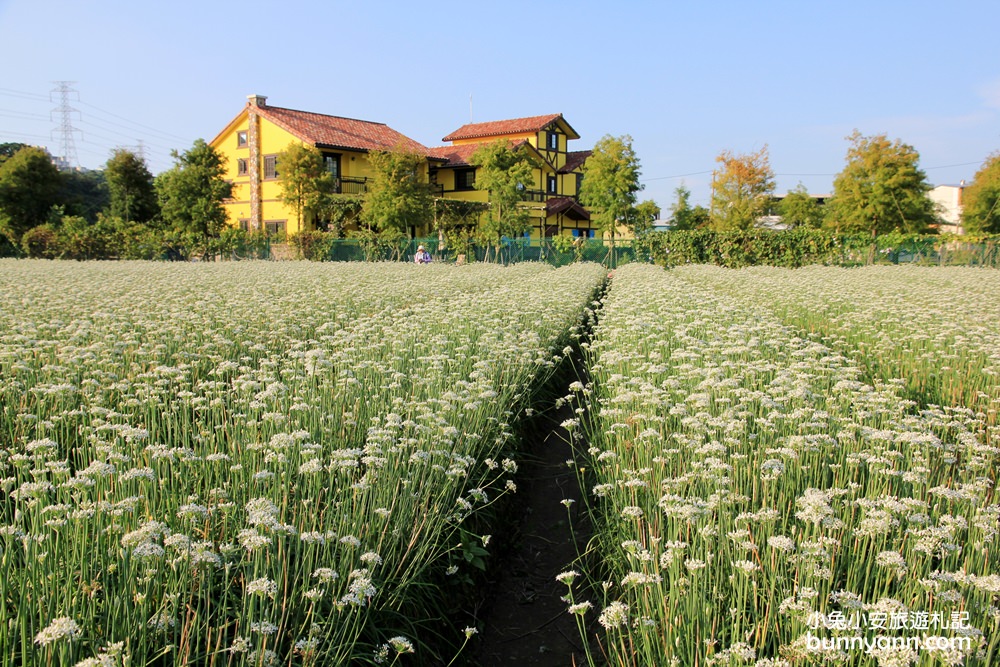 桃園韭菜花》大溪黃色小屋韭菜花田，追夢幻九月雪景!超美季節限定色盛開中~