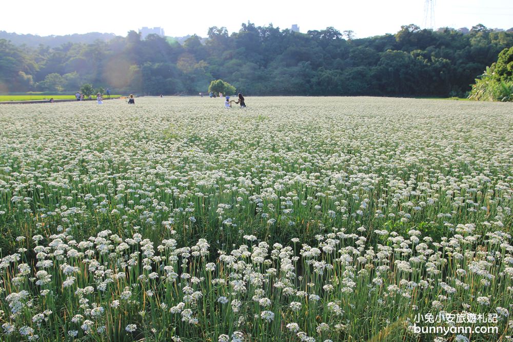 桃園韭菜花》大溪黃色小屋韭菜花田，追夢幻九月雪景!超美季節限定色盛開中~