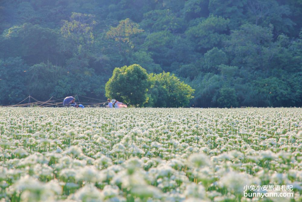 桃園韭菜花》大溪黃色小屋韭菜花田，追夢幻九月雪景!超美季節限定色盛開中~