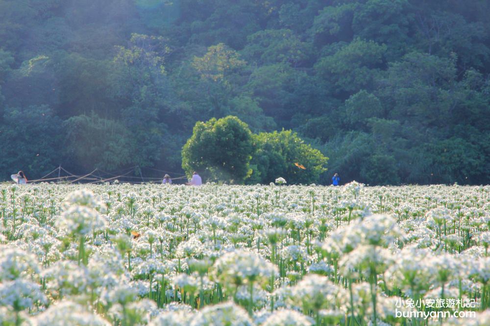 桃園韭菜花》大溪黃色小屋韭菜花田，追夢幻九月雪景!超美季節限定色盛開中~