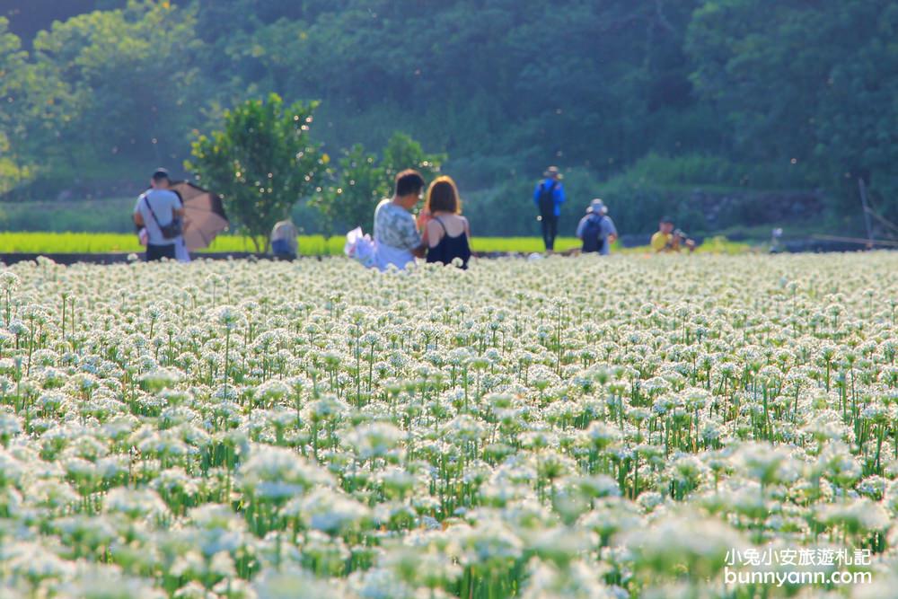 桃園韭菜花》大溪黃色小屋韭菜花田，追夢幻九月雪景!超美季節限定色盛開中~
