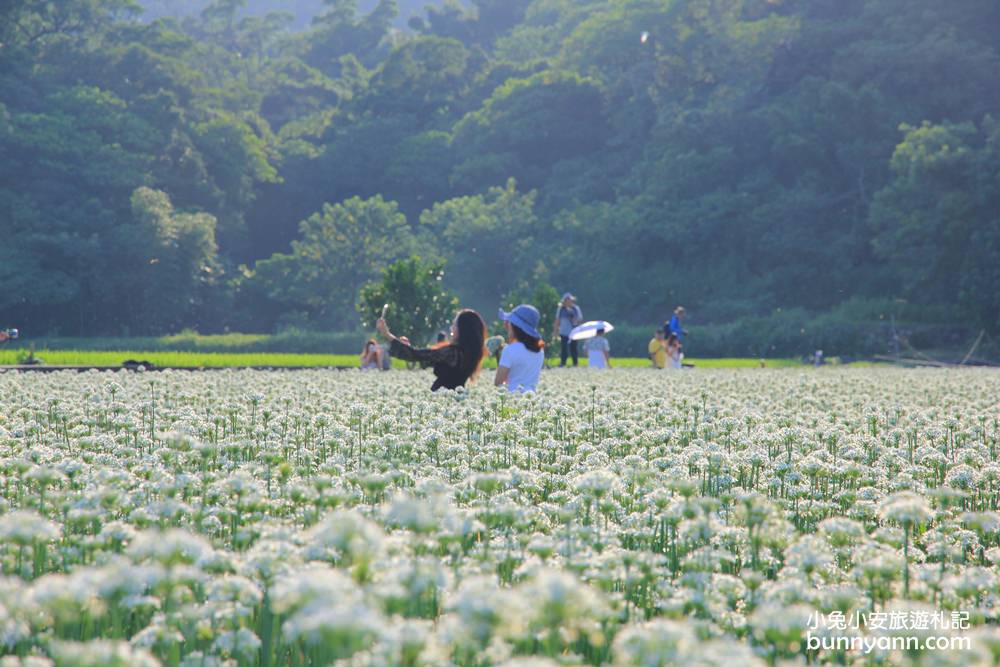 桃園韭菜花》大溪黃色小屋韭菜花田，追夢幻九月雪景!超美季節限定色盛開中~