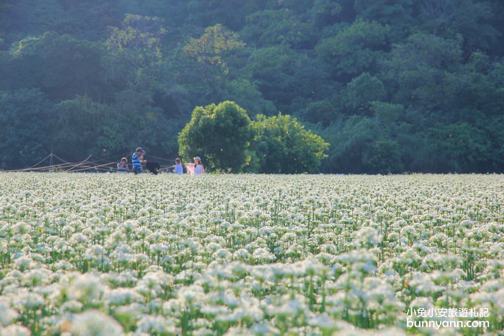 桃園韭菜花》大溪黃色小屋韭菜花田，追夢幻九月雪景!超美季節限定色盛開中~