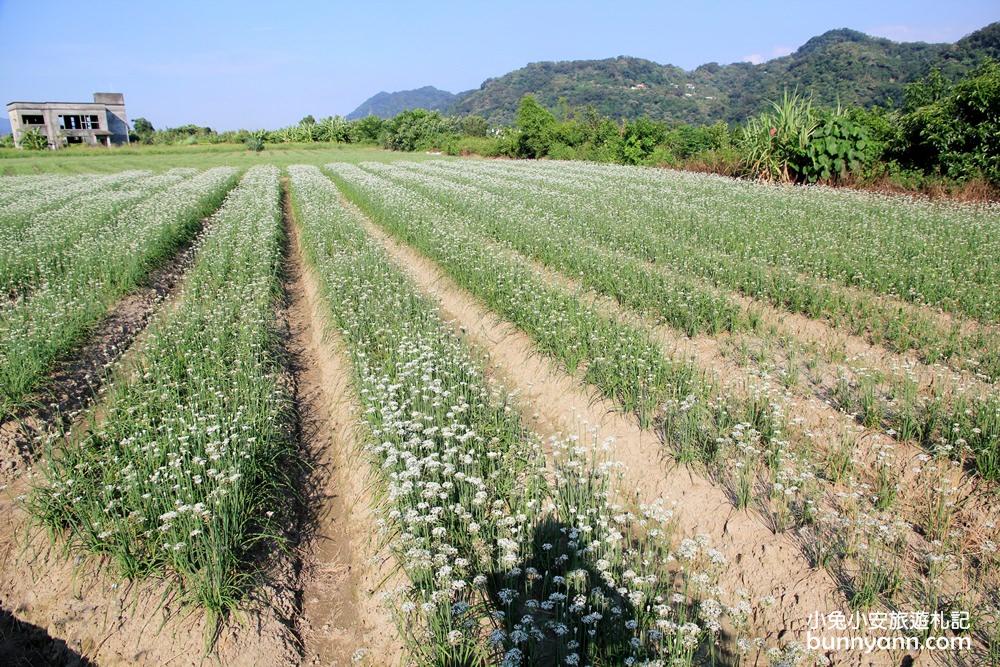 桃園韭菜花》大溪中新里韭菜花田，浪漫鄉間小路九月雪景，美麗韭菜花季盛開中~