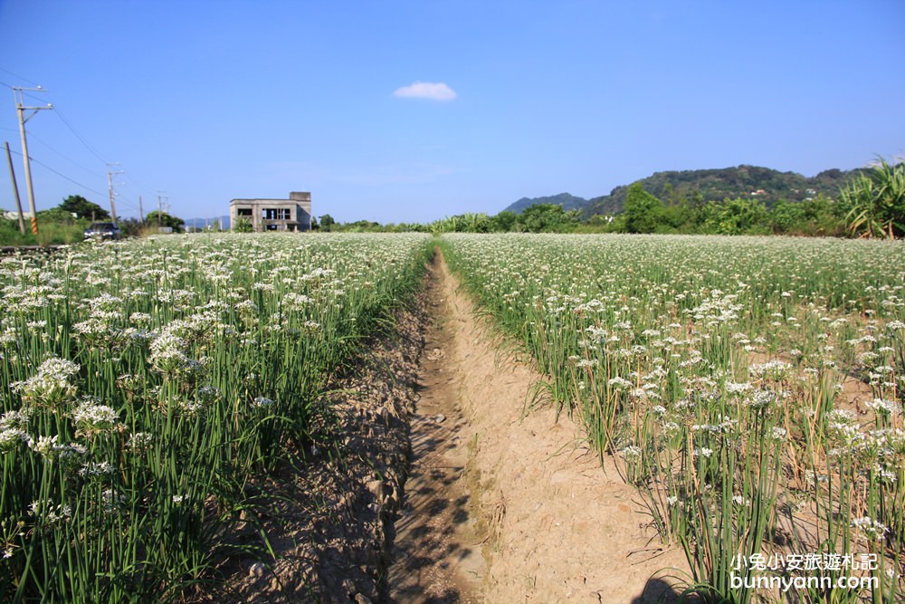 桃園韭菜花》大溪中新里韭菜花田，浪漫鄉間小路九月雪景，美麗韭菜花季盛開中~
