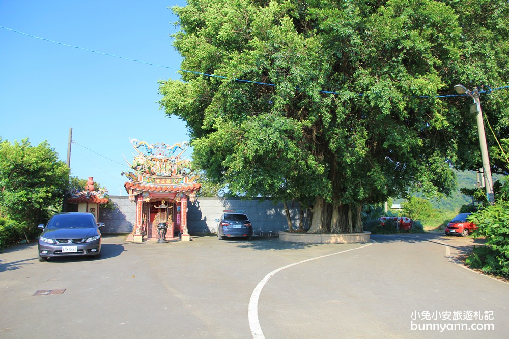 桃園韭菜花》大溪中新里韭菜花田，浪漫鄉間小路九月雪景，美麗韭菜花季盛開中~