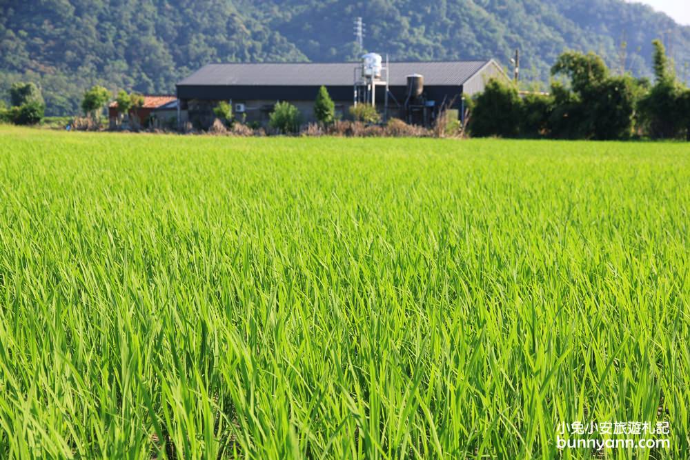 桃園韭菜花》大溪中新里韭菜花田，浪漫鄉間小路九月雪景，美麗韭菜花季盛開中~