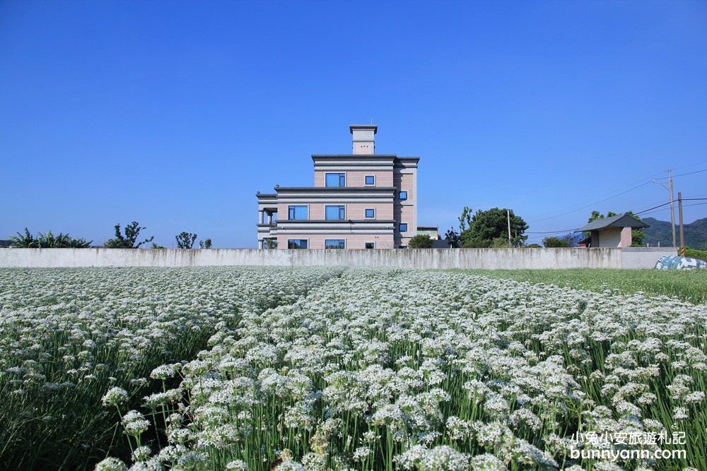 桃園韭菜花》大溪中新里韭菜花田，浪漫鄉間小路九月雪景，美麗韭菜花季盛開中~
