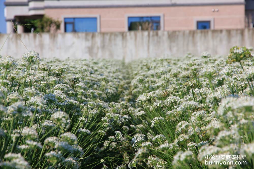 桃園韭菜花》大溪中新里韭菜花田，浪漫鄉間小路九月雪景，美麗韭菜花季盛開中~