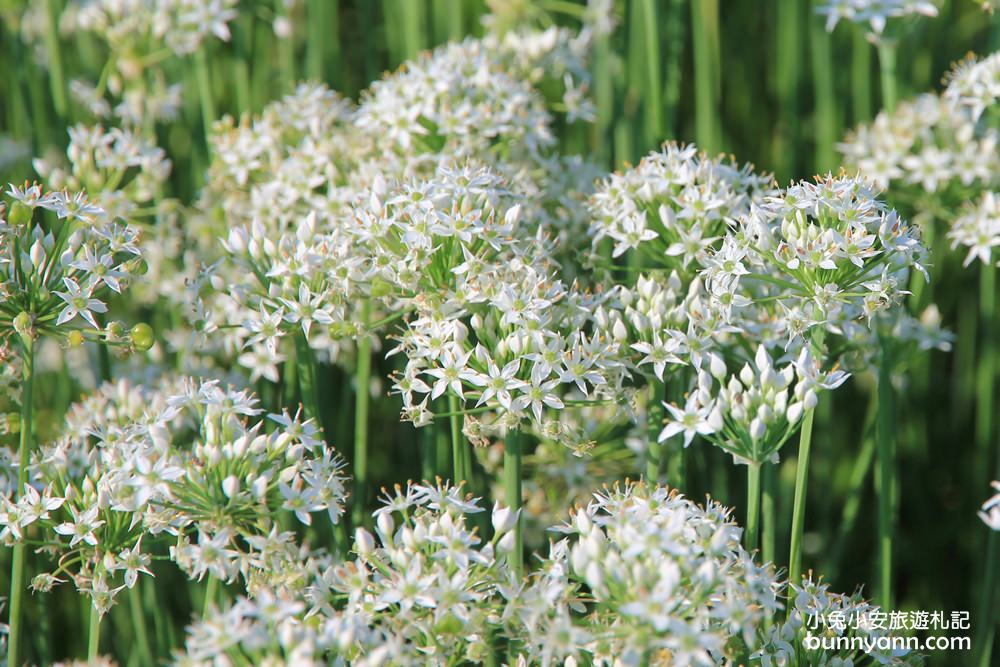 桃園韭菜花》大溪中新里韭菜花田，浪漫鄉間小路九月雪景，美麗韭菜花季盛開中~
