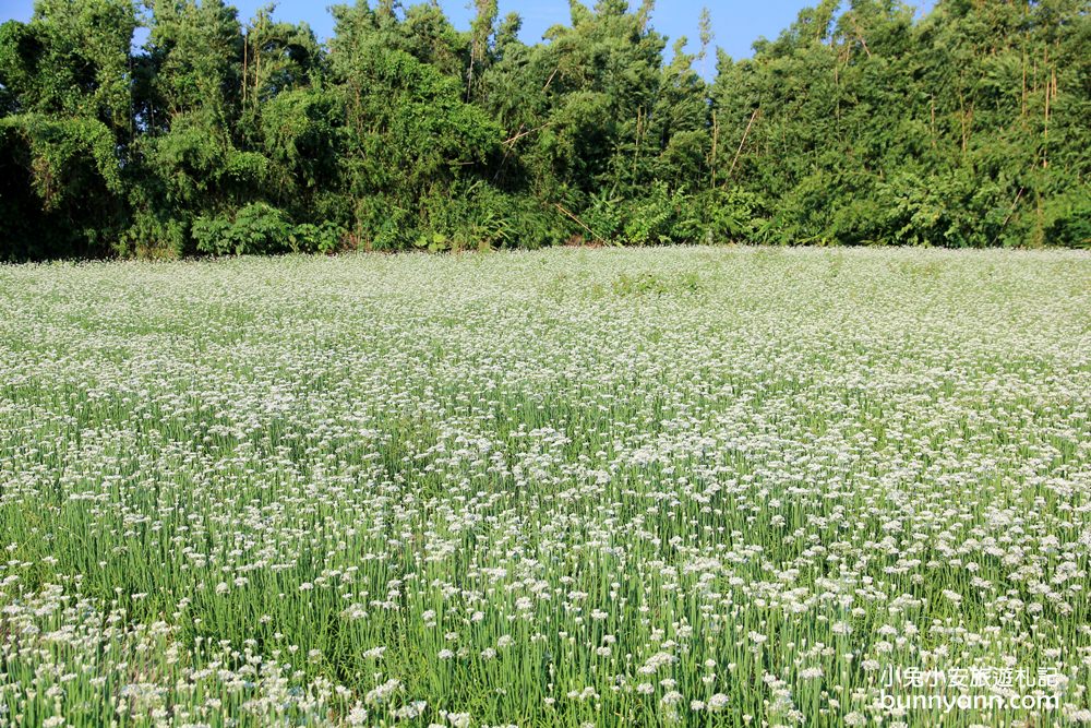 桃園韭菜花》大溪中新里韭菜花田，浪漫鄉間小路九月雪景，美麗韭菜花季盛開中~