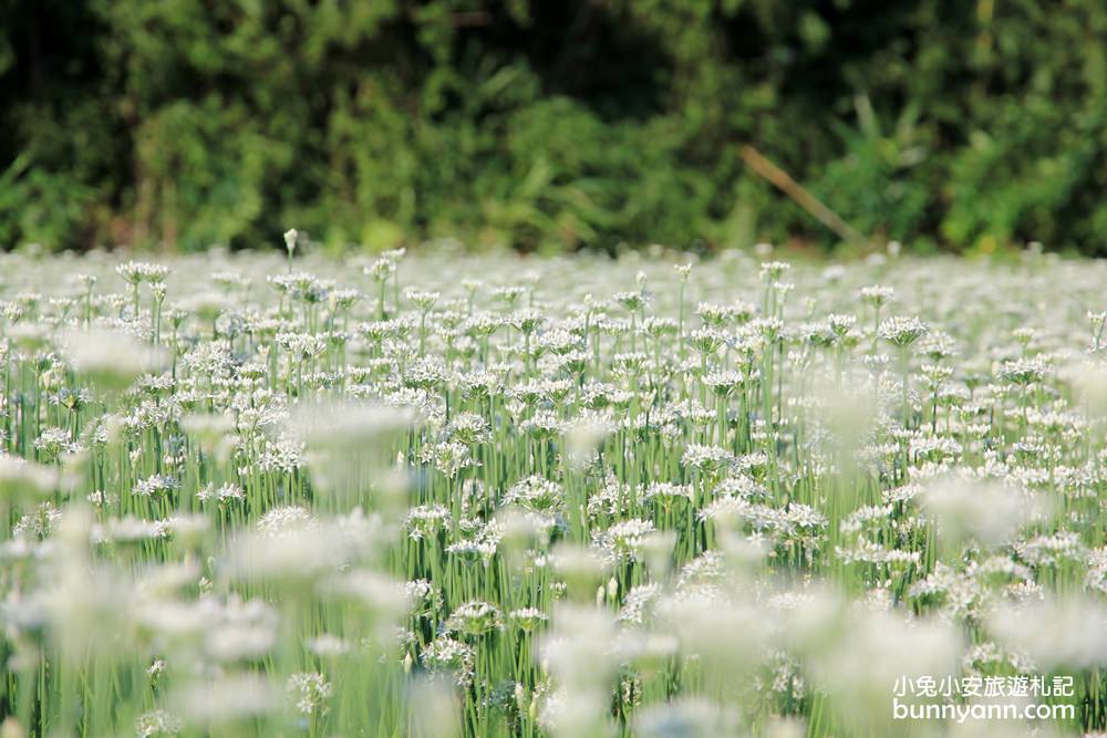 桃園韭菜花》大溪中新里韭菜花田，浪漫鄉間小路九月雪景，美麗韭菜花季盛開中~