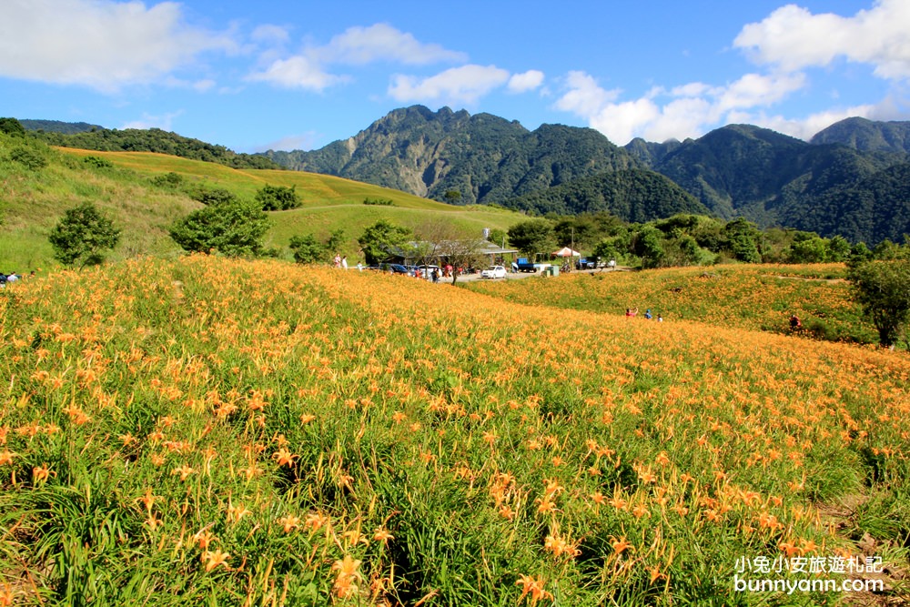 花蓮金針花季》六十石山金針花海，來看最美金色大地花毯，一期一會美到像仙境。