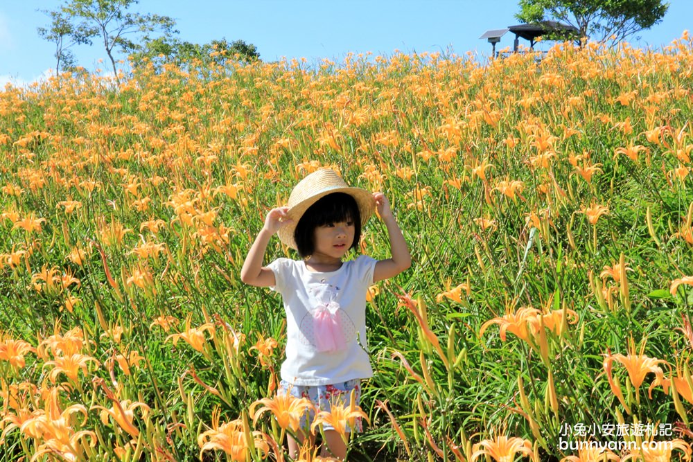 花蓮金針花季》六十石山金針花海，來看最美金色大地花毯，一期一會美到像仙境。