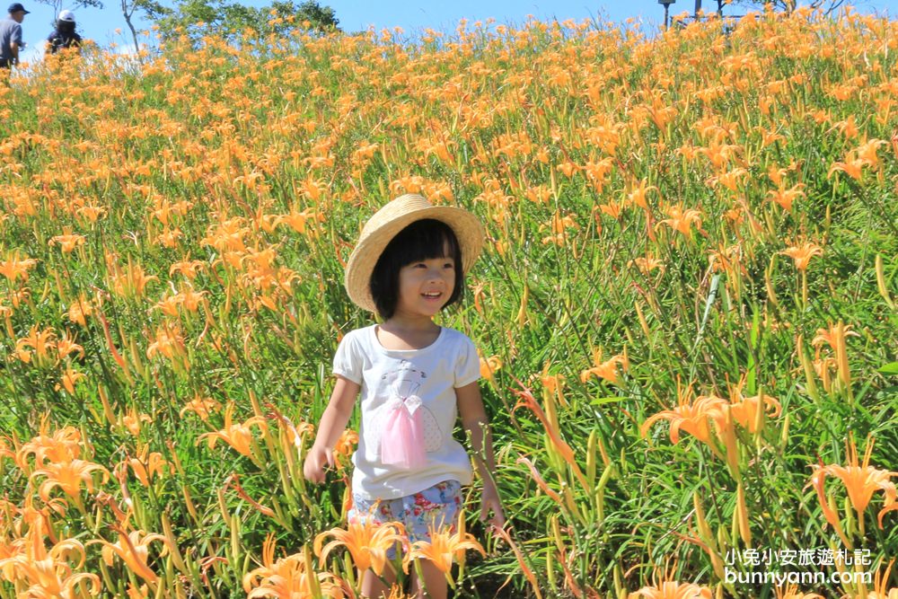 花蓮金針花季》六十石山金針花海，來看最美金色大地花毯，一期一會美到像仙境。
