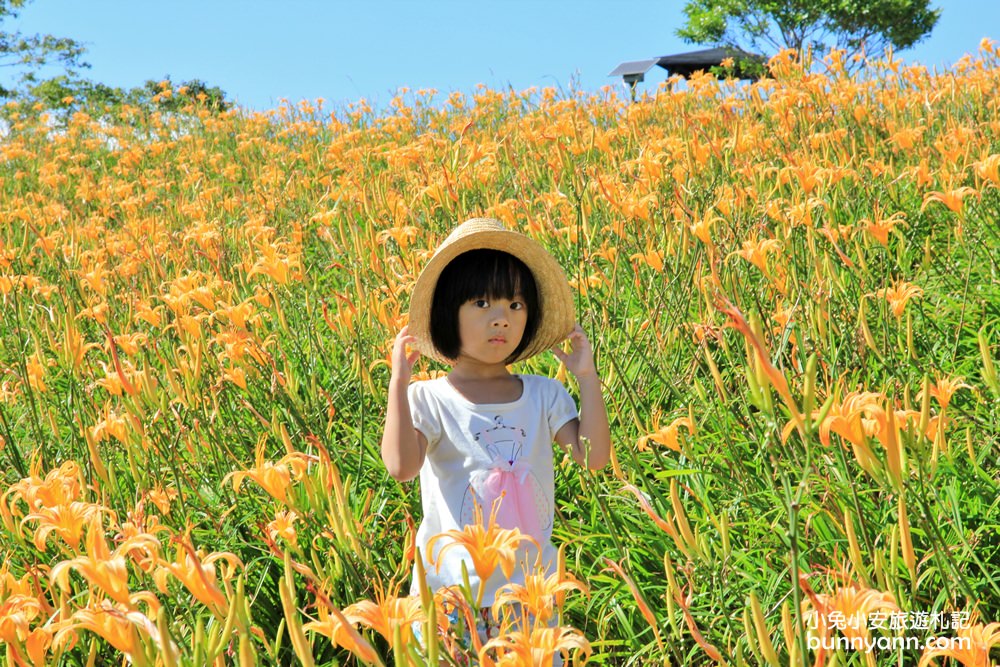 花蓮金針花季》六十石山金針花海，來看最美金色大地花毯，一期一會美到像仙境。