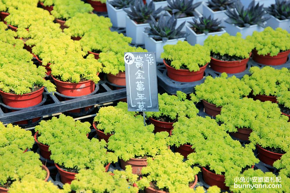 彰化景點》文青系，田尾綠果庭院打卡小秘境，滿滿多肉植物超幸福~