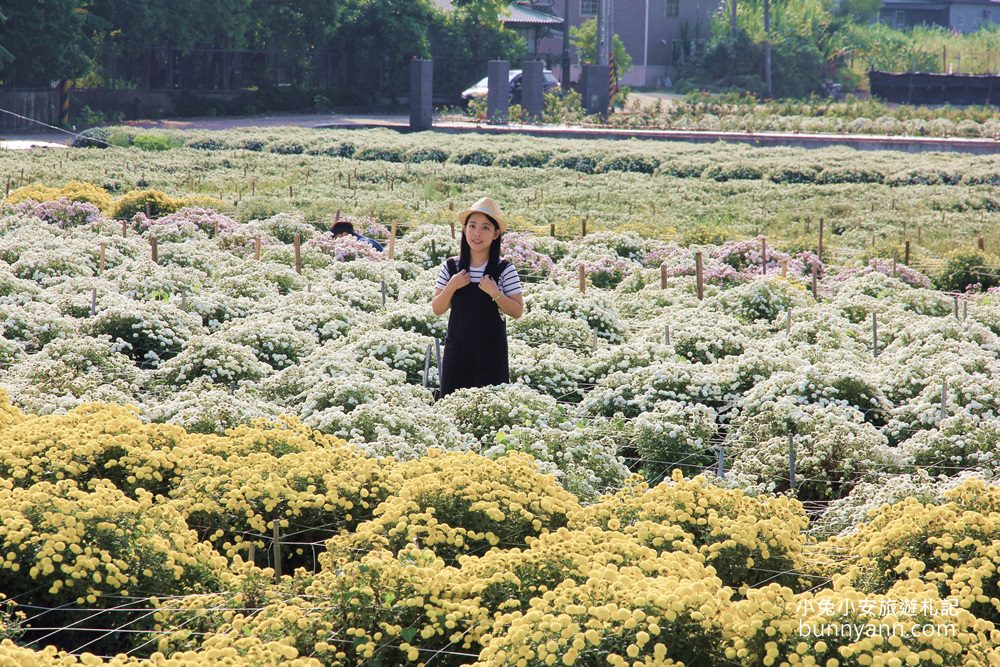 2024【銅鑼杭菊一日遊】推薦10個銅鑼杭菊附近景點從城堡及餐廳玩到溫泉鄉