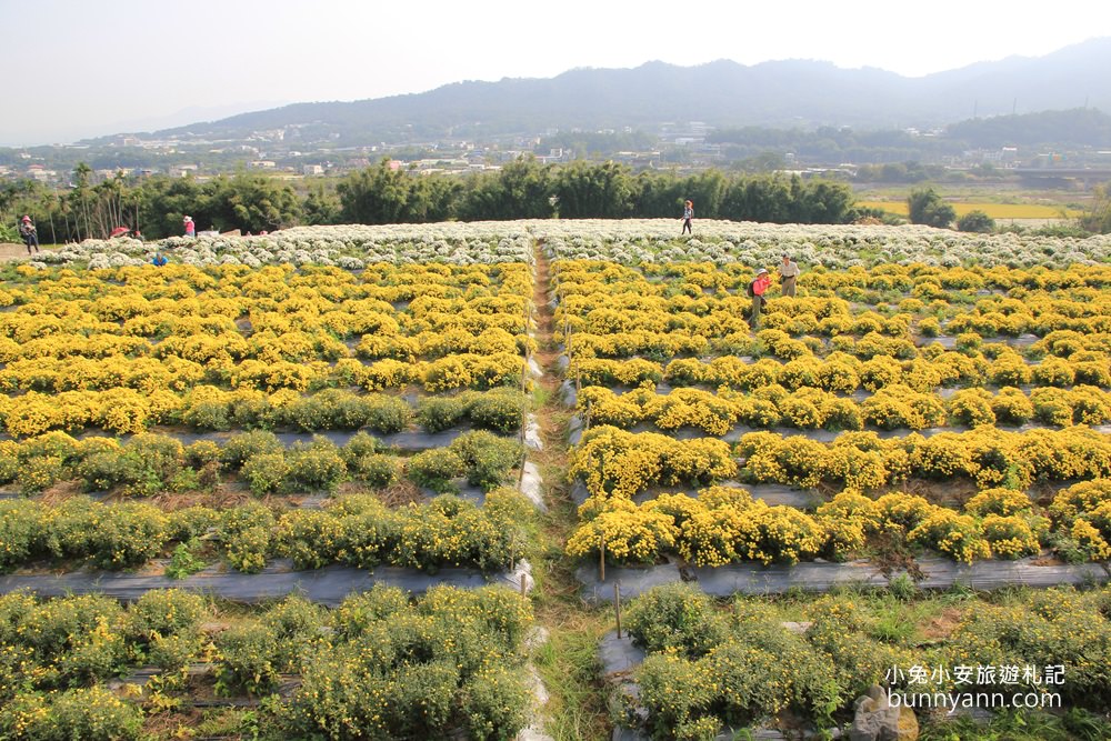 2024【銅鑼杭菊一日遊】推薦10個銅鑼杭菊附近景點從城堡及餐廳玩到溫泉鄉
