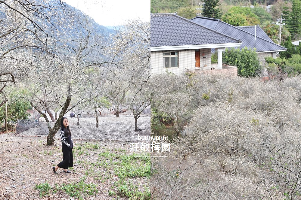 南投賞梅》莊敬梅園正美！清境山腳下的隱藏版梅花秘境，好美下雪了～