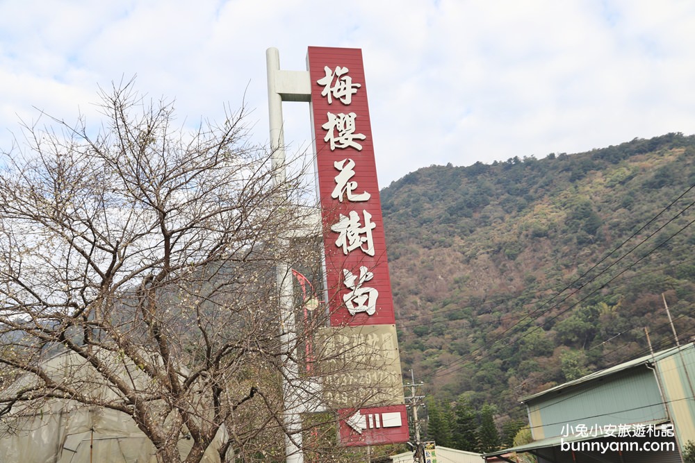 南投賞梅》莊敬梅園正美！清境山腳下的隱藏版梅花秘境，好美下雪了～