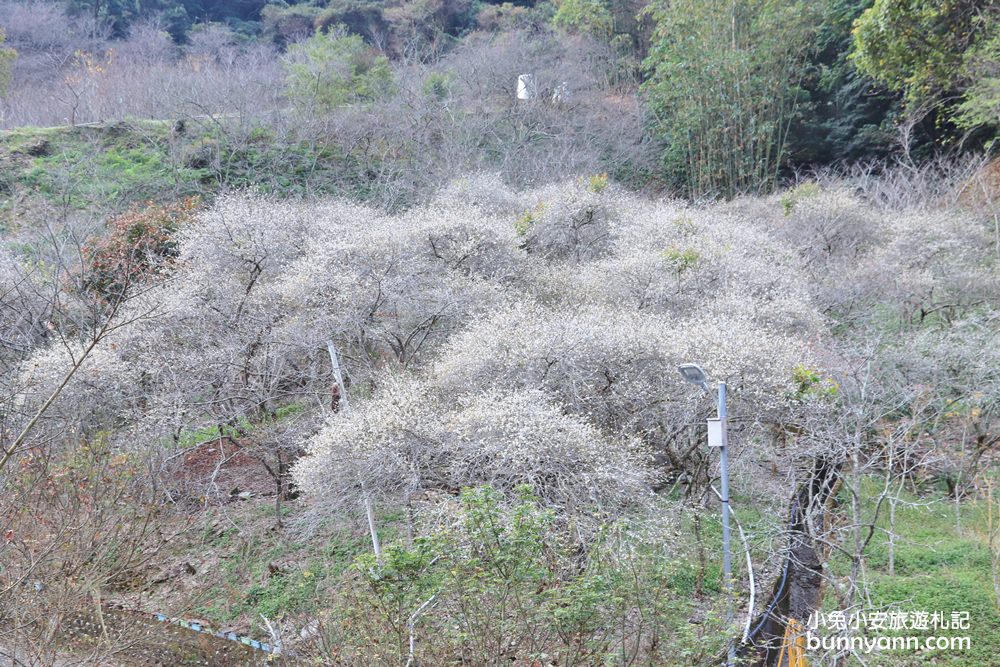 南投賞梅》莊敬梅園正美！清境山腳下的隱藏版梅花秘境，好美下雪了～