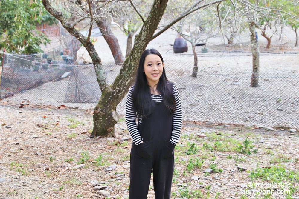 南投賞梅》莊敬梅園正美！清境山腳下的隱藏版梅花秘境，好美下雪了～