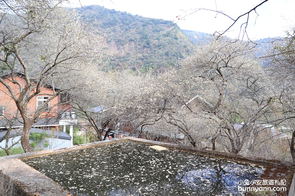 南投賞梅》莊敬梅園正美！清境山腳下的隱藏版梅花秘境，好美下雪了～