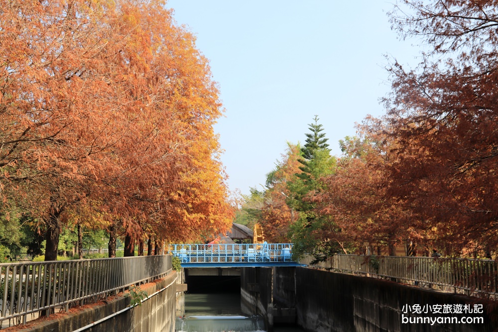 雲林落羽松》林內農田水利文物陳列館落羽松，火紅水道落羽松、遇見冬季浪漫美景～