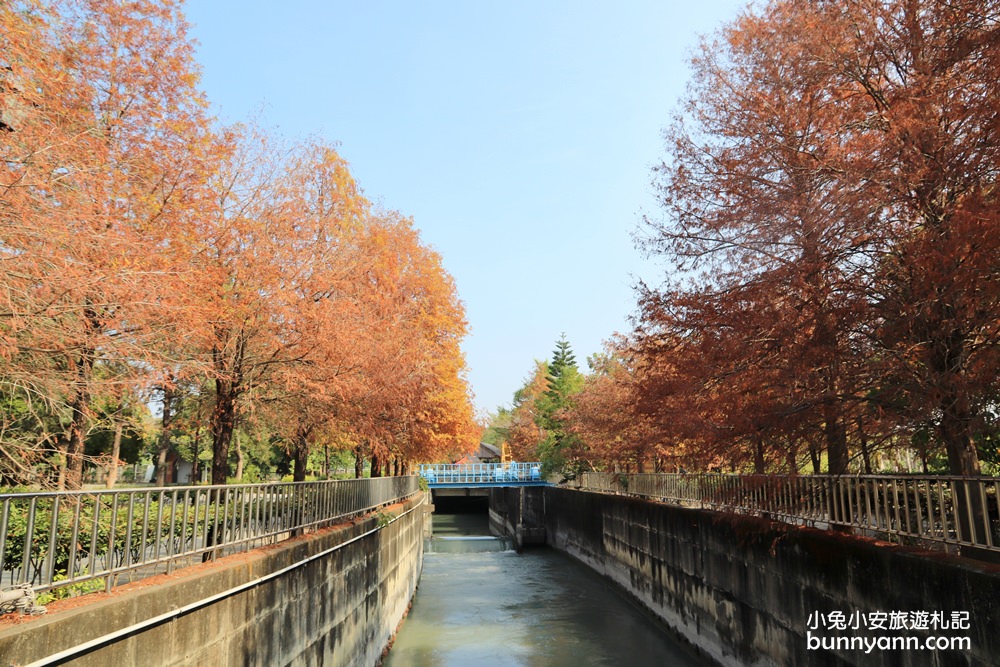 雲林落羽松》林內農田水利文物陳列館落羽松，火紅水道落羽松、遇見冬季浪漫美景～