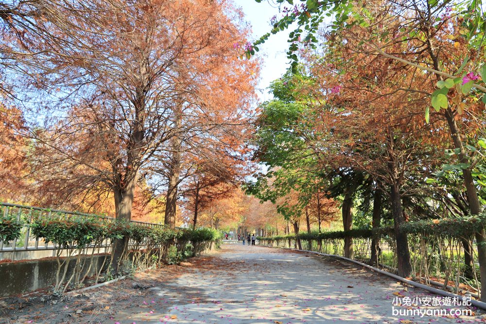 雲林落羽松》林內農田水利文物陳列館落羽松，火紅水道落羽松、遇見冬季浪漫美景～